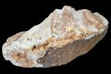 Agatized Fossil Coral Geode - Florida #82988-1
